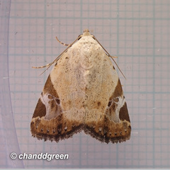 Pseudeustrotia semialba