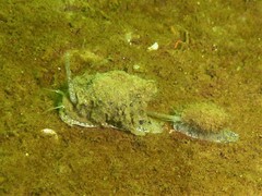 Tritia reticulata