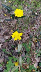 Hibbertia amplexicaulis