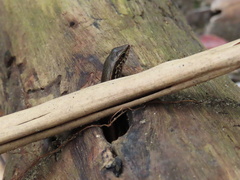 Sphenomorphus indicus