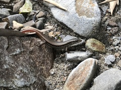 Sphenomorphus indicus