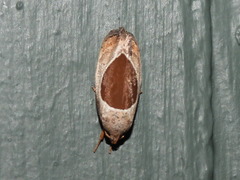 Hoplomorpha abalienella