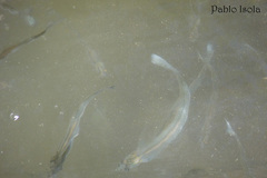 Odontesthes bonariensis