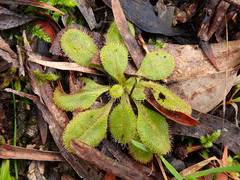 Drosera praefolia