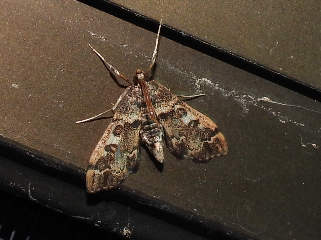 Nacoleia glageropa