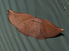 Xenomusa metallica
