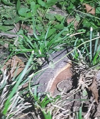 Nerodia rhombifer
