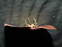 Xenomusa metallica