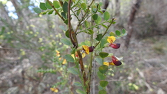 Bossiaea rhombifolia