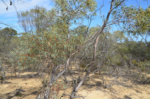 Oldfield's Mallee (Eucalyptus oldfieldii)