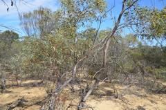 Eucalyptus oldfieldii, photograph (c) Cal Wood, some rights reserved (CC BY)