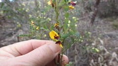 Bossiaea rhombifolia