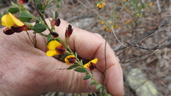 Bossiaea rhombifolia
