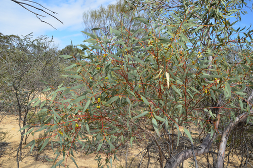 Eucalyptus oldfieldii, photograph 3