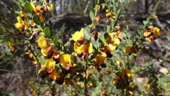 Bossiaea rhombifolia