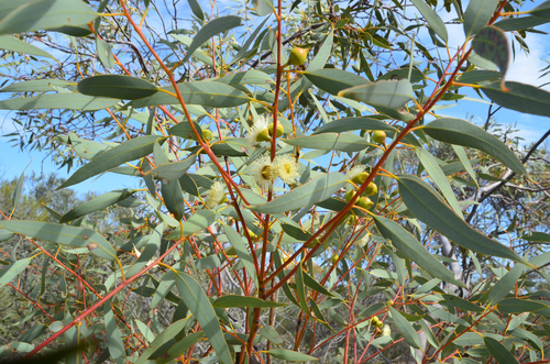 Eucalyptus oldfieldii, photograph 4