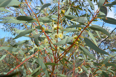 Eucalyptus oldfieldii, photograph (c) Cal Wood, some rights reserved (CC BY)