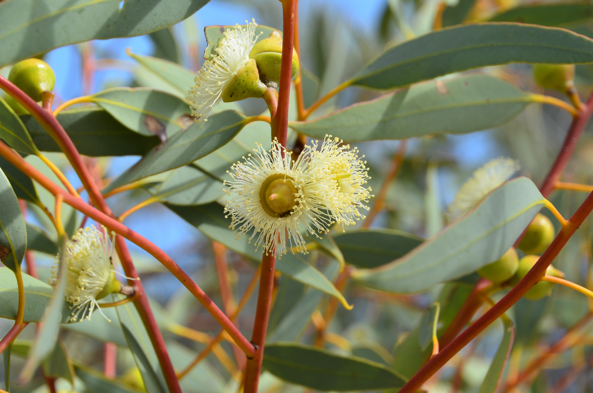Eucalyptus oldfieldii
