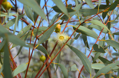 Eucalyptus oldfieldii, photograph (c) Cal Wood, some rights reserved (CC BY)