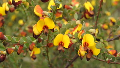 Bossiaea rhombifolia