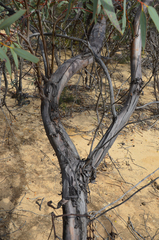 Eucalyptus oldfieldii
