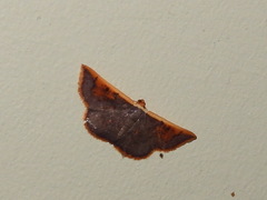 Picromorpha pyrrhopa