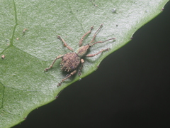 Javaulius subvirens