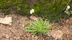 Brachyscome stuartii