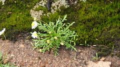 Brachyscome stuartii