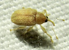 Lignyodes helvolus