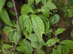 Elatostema