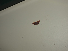 Picromorpha pyrrhopa