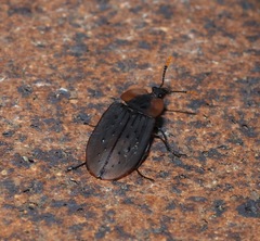 Ptomaphila perlata