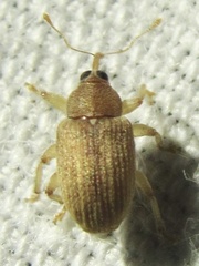 Lignyodes helvolus