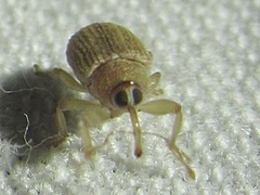 Lignyodes helvolus