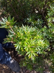 Cyathodes glauca