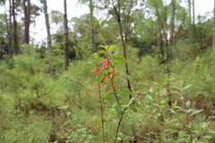 Fuchsia cylindracea