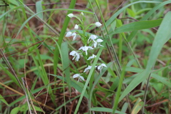 Habenaria cuevasiana