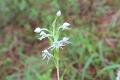 Habenaria cuevasiana