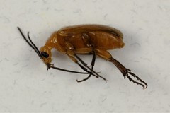 Nemognatha lurida