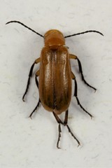 Nemognatha lurida