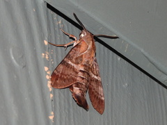 Macroglossum errans