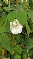 Clitoria ternatea albiflora