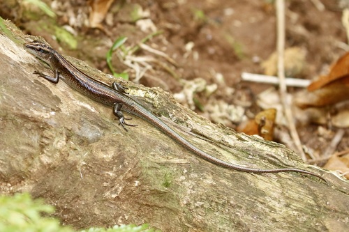 Copper-tailed Skink