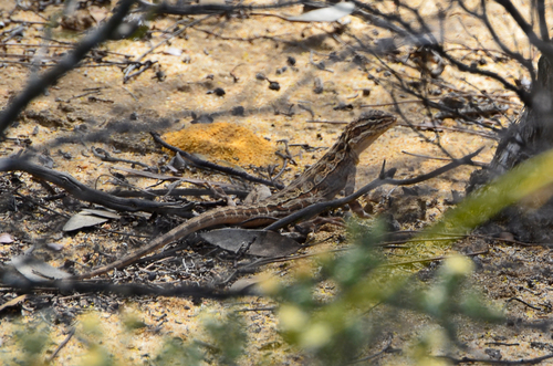 Lozenge-Marked Dragon, Ctenophorus scutulatus