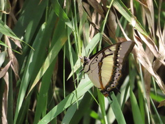 Polyura eudamippus formosana