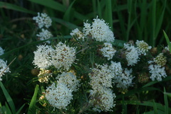 Grevillea crithmifolia