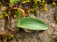 Glossodia major