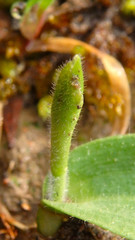 Glossodia major