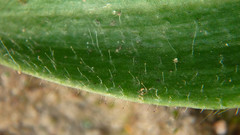 Glossodia major
